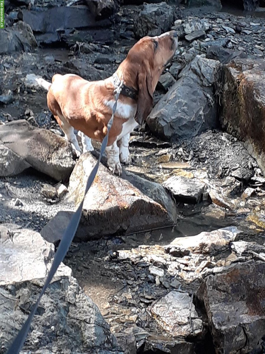 2-jährige Basset Hound Hündin, kastriert