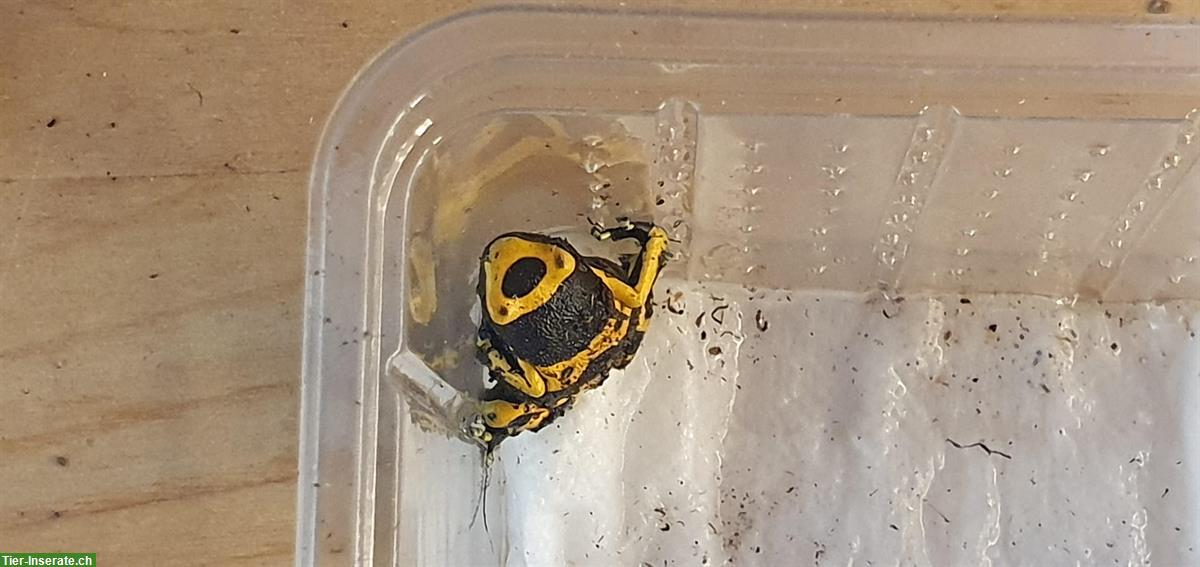 Schöne Dendrobates leucomelas CHNZ 24