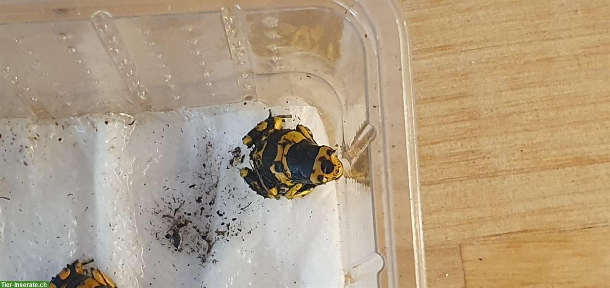 Bild 3: Schöne Dendrobates leucomelas CHNZ 24