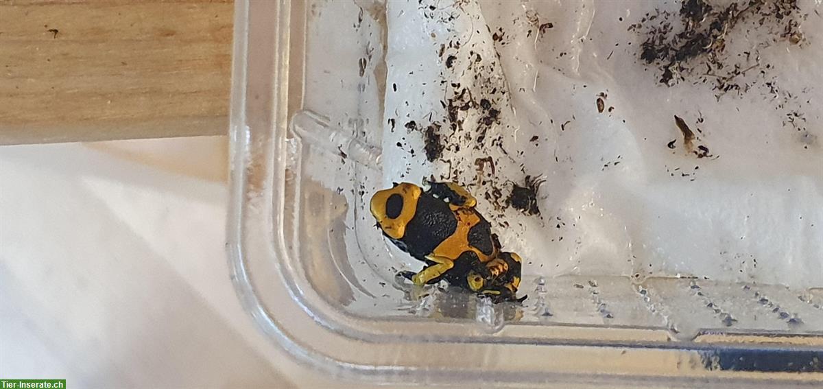 Bild 4: Schöne Dendrobates leucomelas CHNZ 24