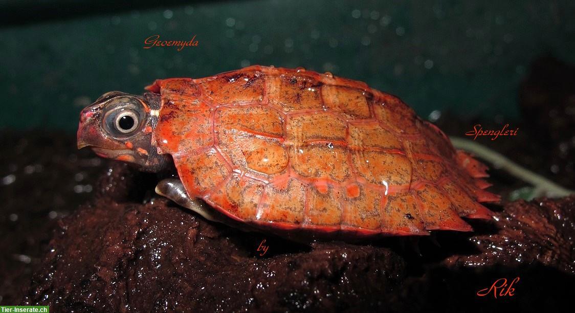 Bild 2: Geoemyda Spengleri & G. Japonica, Zacken-Erdschildkröten CH-NZ