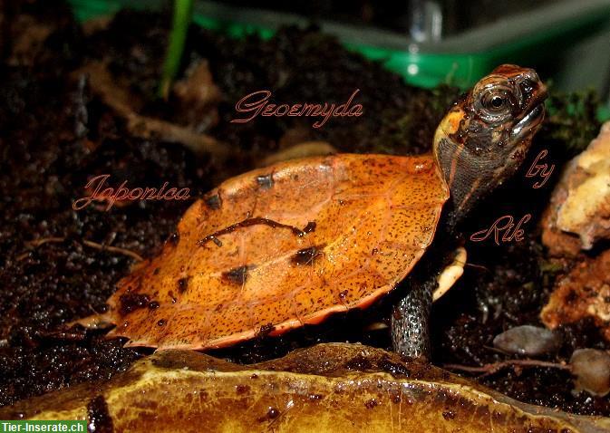 Bild 3: Geoemyda Spengleri & G. Japonica, Zacken-Erdschildkröten CH-NZ