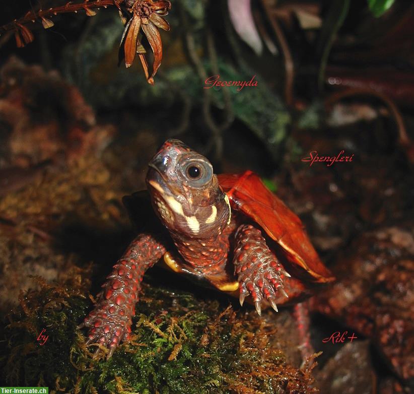 Bild 5: Geoemyda Spengleri & G. Japonica, Zacken-Erdschildkröten CH-NZ