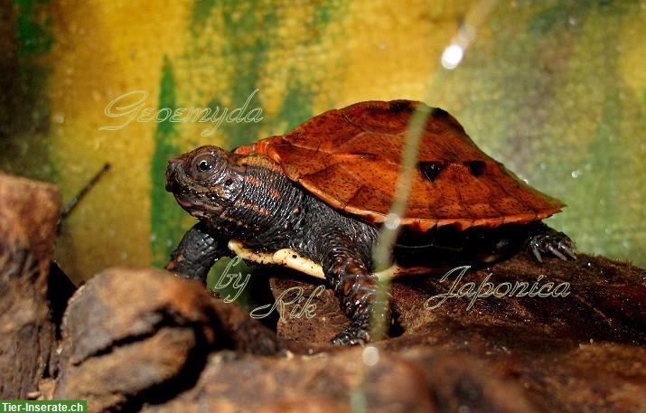 Bild 6: Geoemyda Spengleri & G. Japonica, Zacken-Erdschildkröten CH-NZ