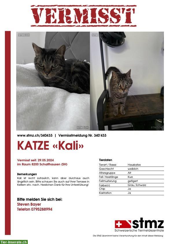 Bild 3: Katze "Kali" vermisst, Raum Schaffhausen