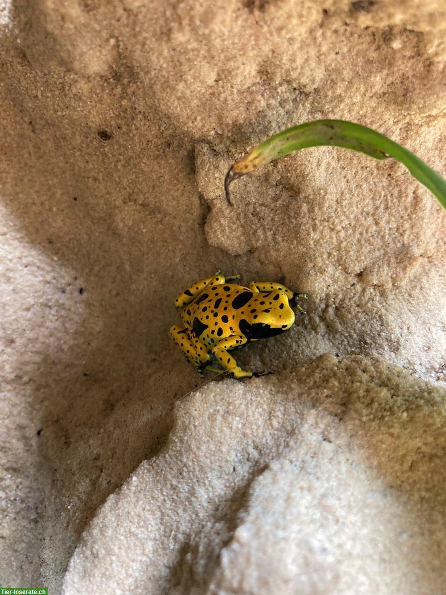 Dendrobates leucomelas bolivar Pfeilgiftfrosch