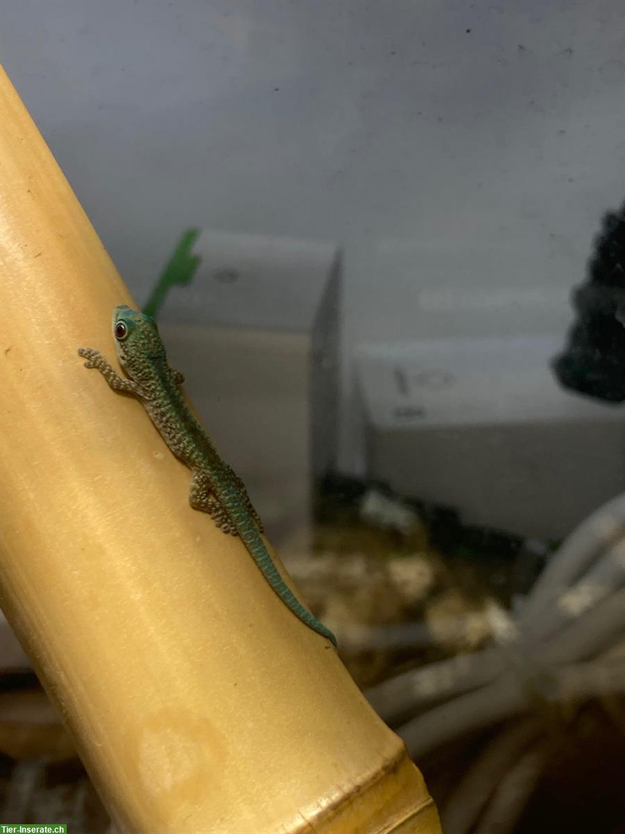 Phelsuma robertmertensi 0.0.1 aus eigener Nachzucht