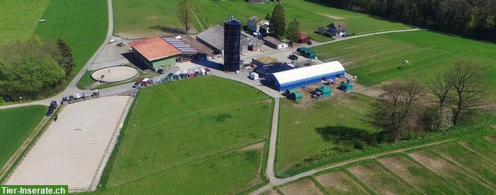 Auslaufboxen sowie grosse (20 m2) neue Innenboxen zu vermieten