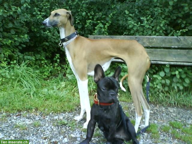 Bild 2: Biete Dogwalkerdienste für berufstätige Hundehalter, Zürich Nord