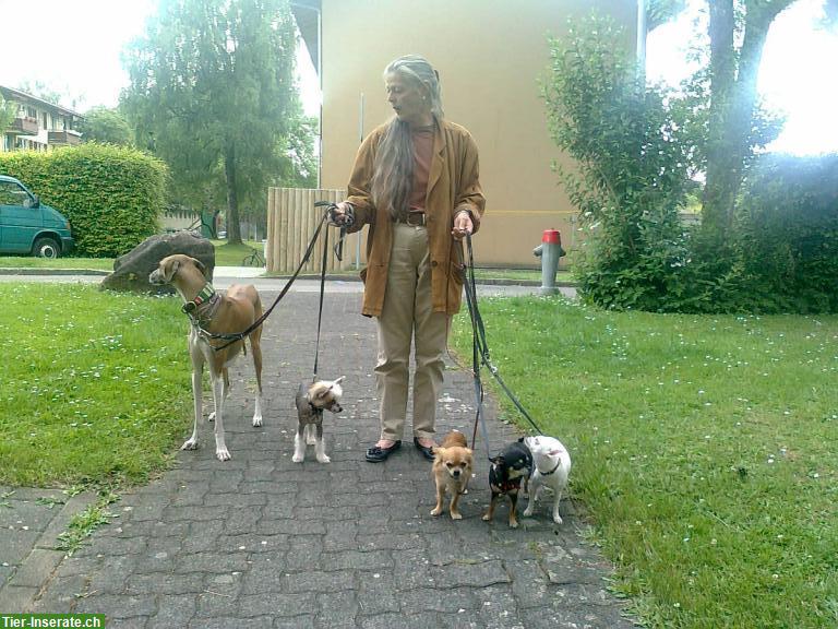 Bild 3: Biete Dogwalkerdienste für berufstätige Hundehalter, Zürich Nord