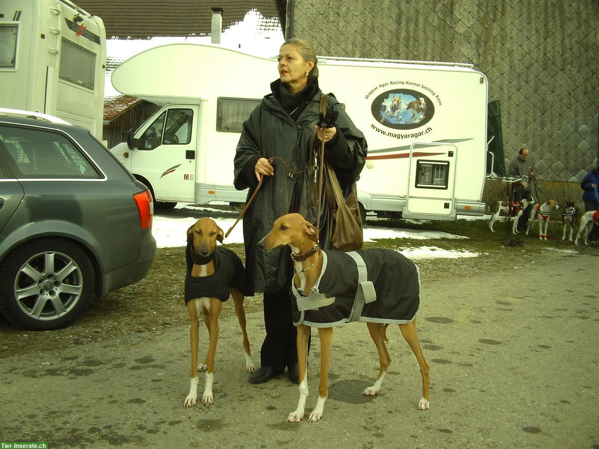 Bild 5: Biete Dogwalkerdienste für berufstätige Hundehalter, Zürich Nord