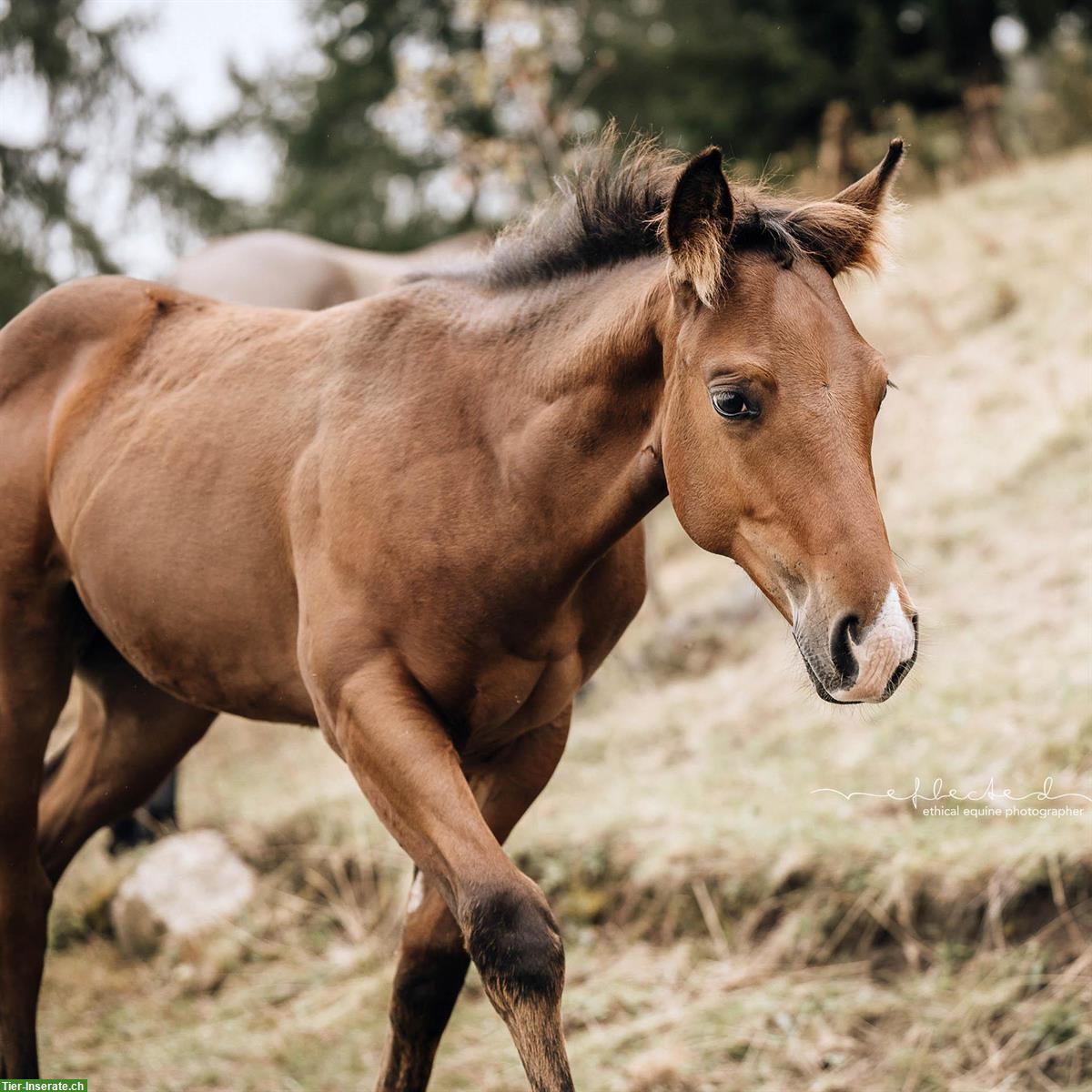 Quarter x Appaloosa Stutfohlen zu verkaufen