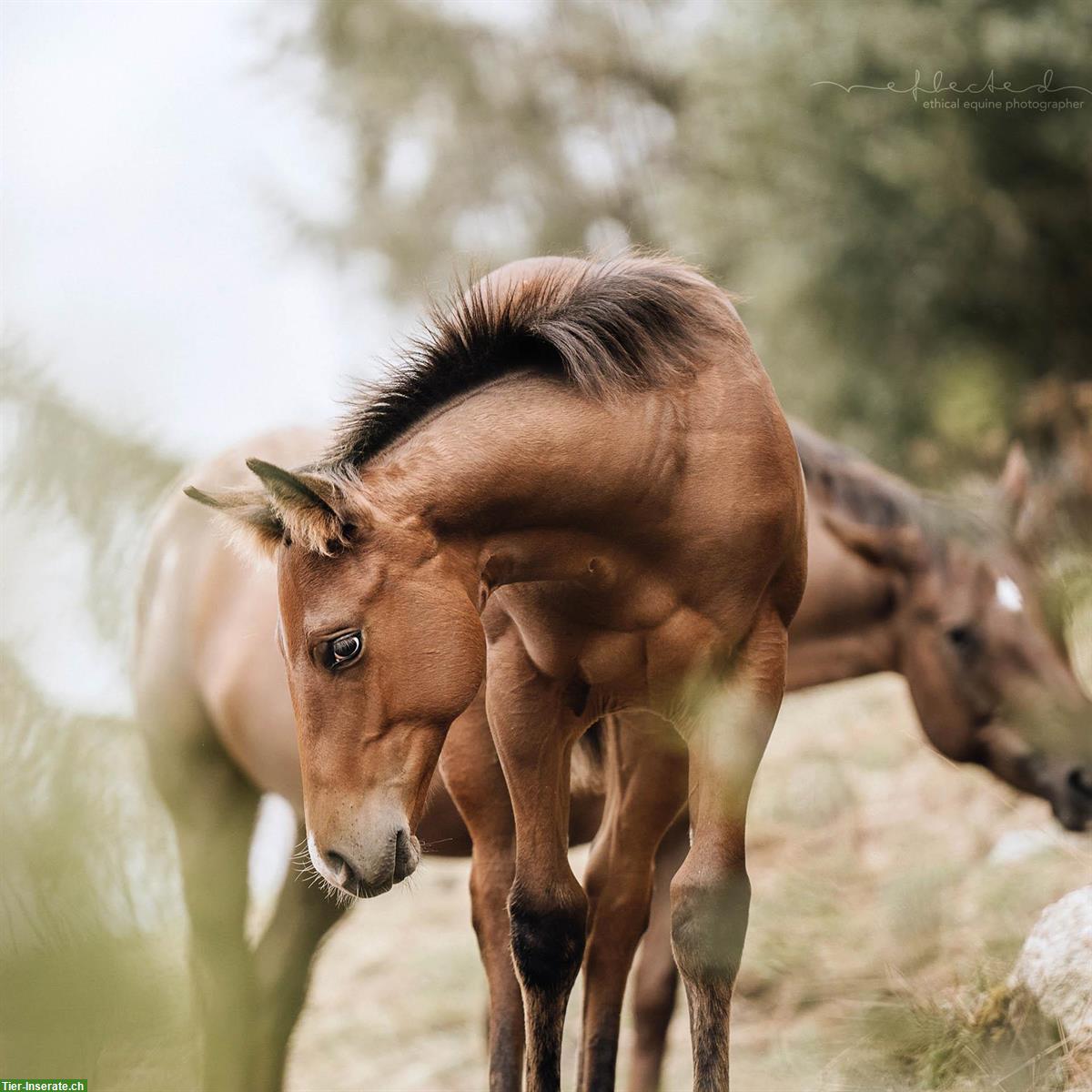 Bild 2: Quarter x Appaloosa Stutfohlen zu verkaufen