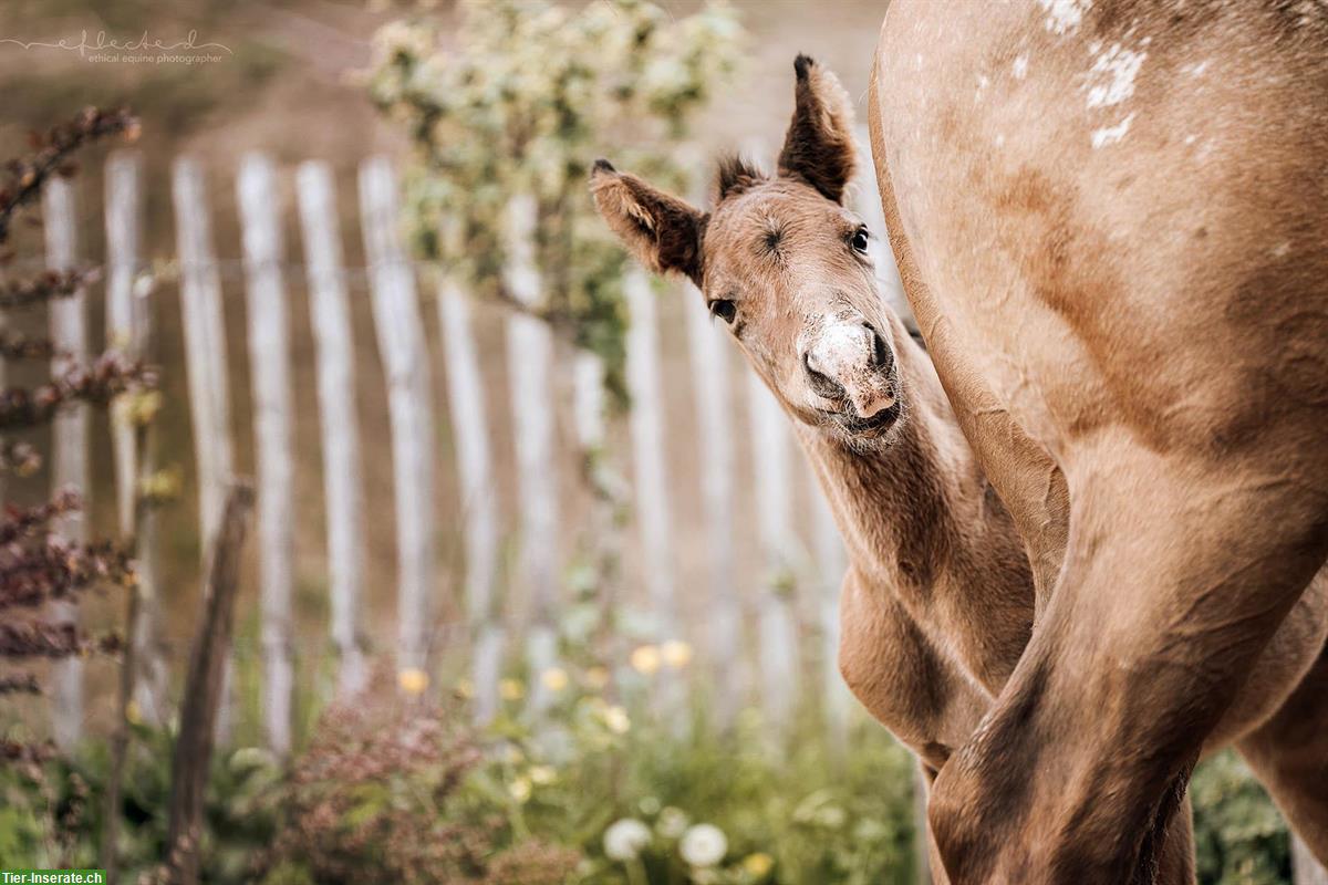 Bild 3: Quarter x Appaloosa Stutfohlen zu verkaufen