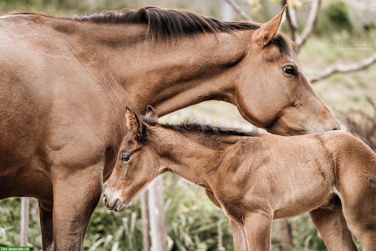 Bild 4: Quarter x Appaloosa Stutfohlen zu verkaufen