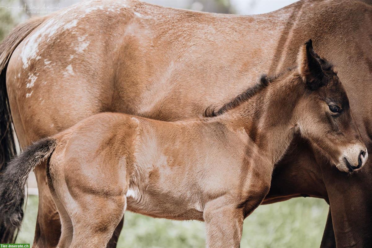 Bild 5: Quarter x Appaloosa Stutfohlen zu verkaufen