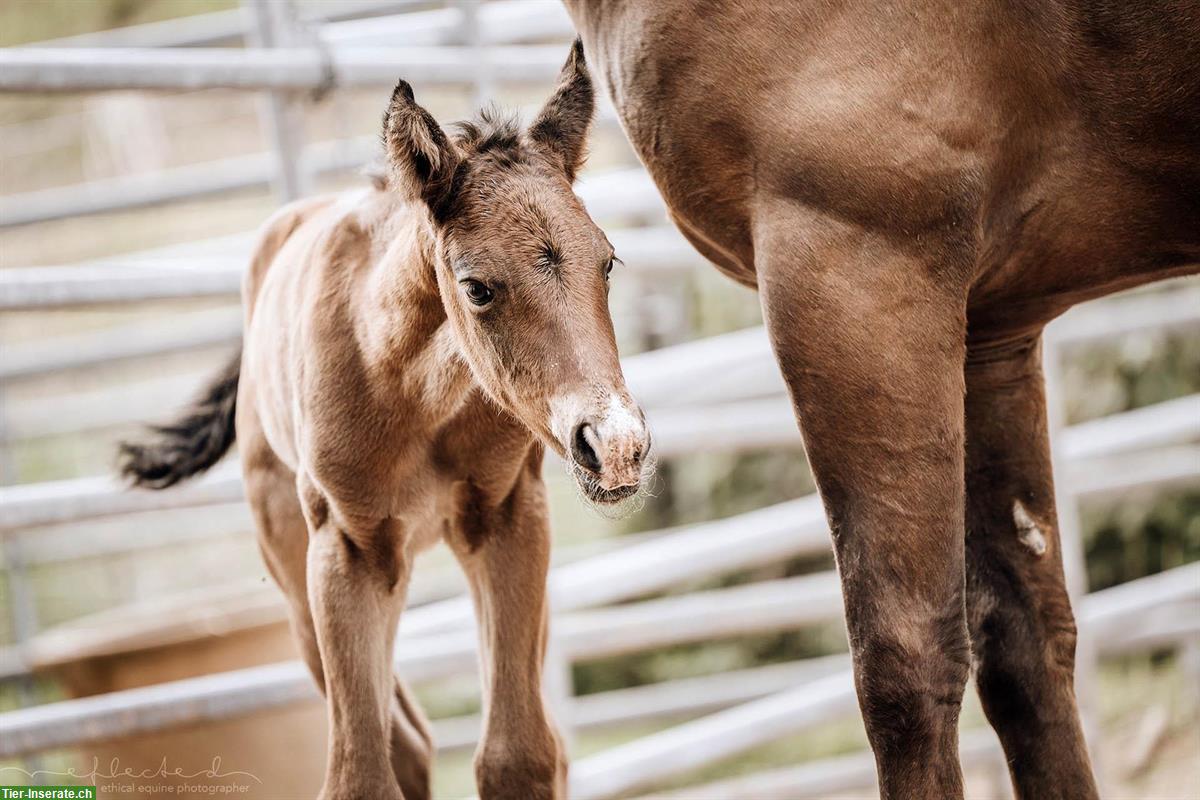 Bild 6: Quarter x Appaloosa Stutfohlen zu verkaufen