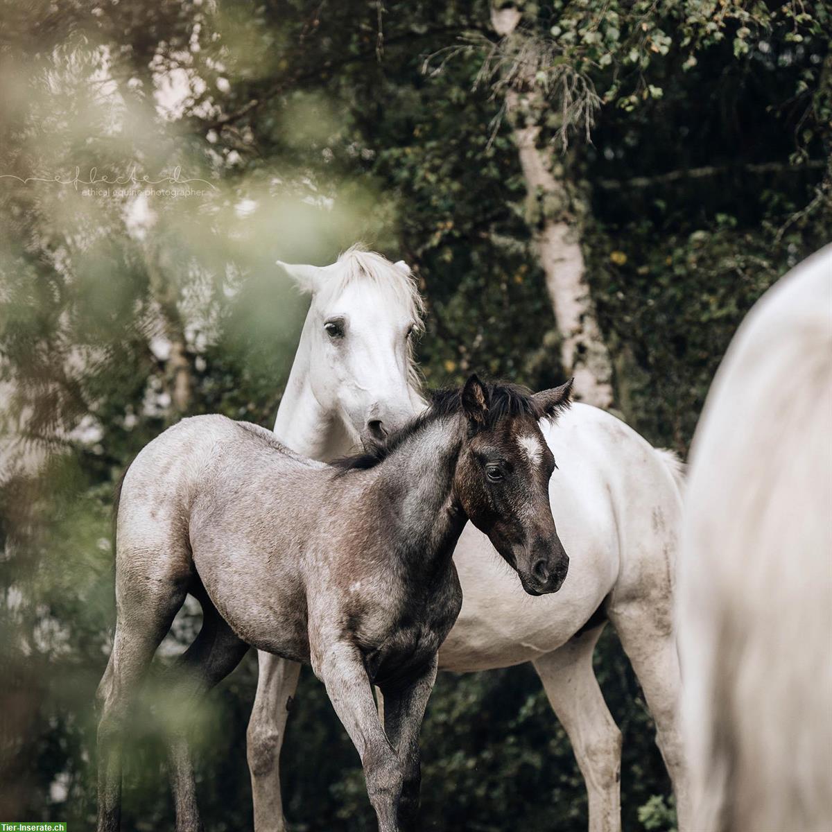 Quarter x Camargue Stutfohlen zu verkaufen