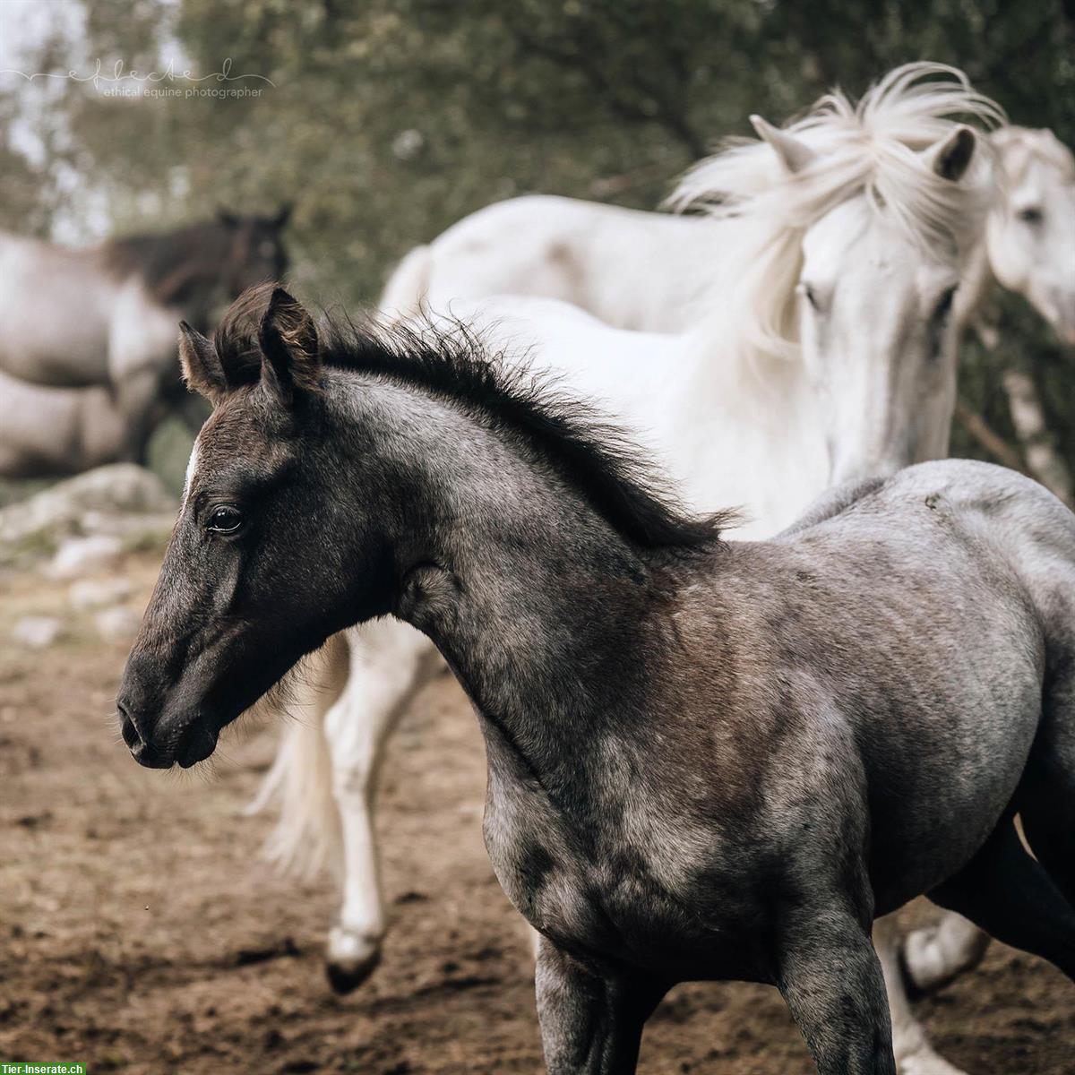 Bild 2: Quarter x Camargue Stutfohlen zu verkaufen