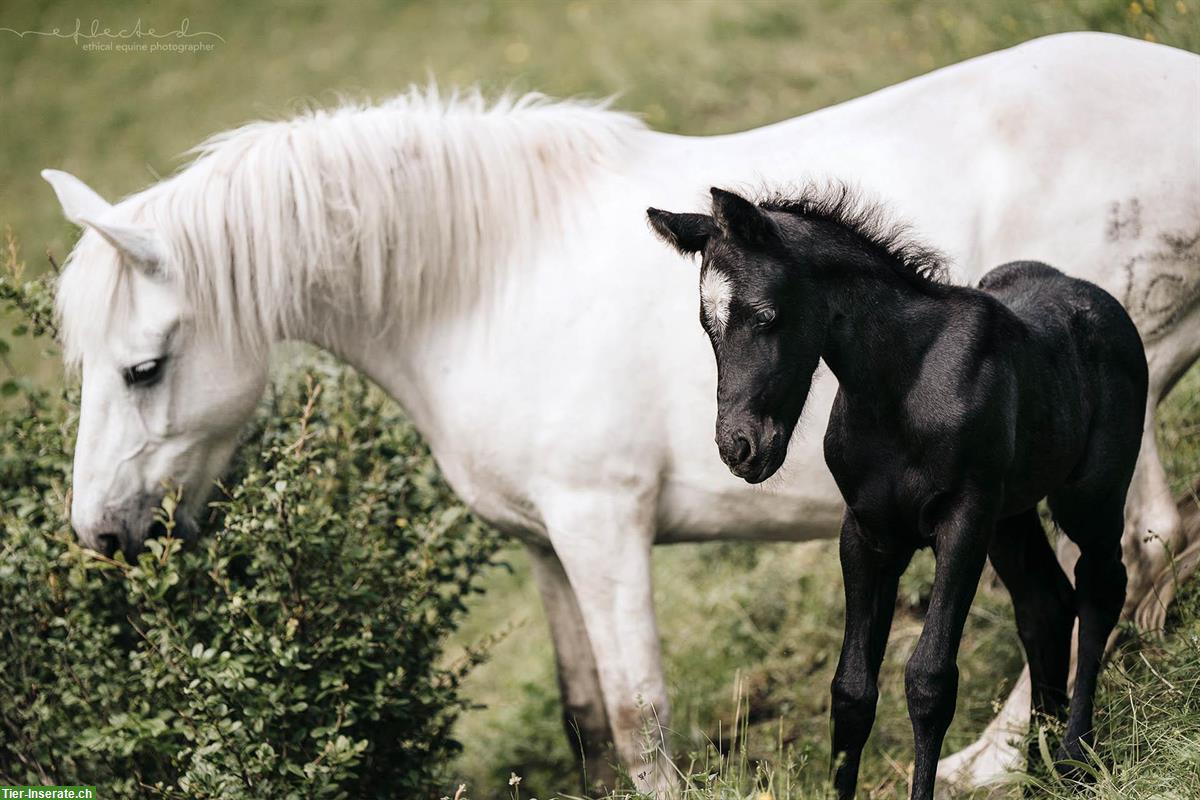 Bild 3: Quarter x Camargue Stutfohlen zu verkaufen