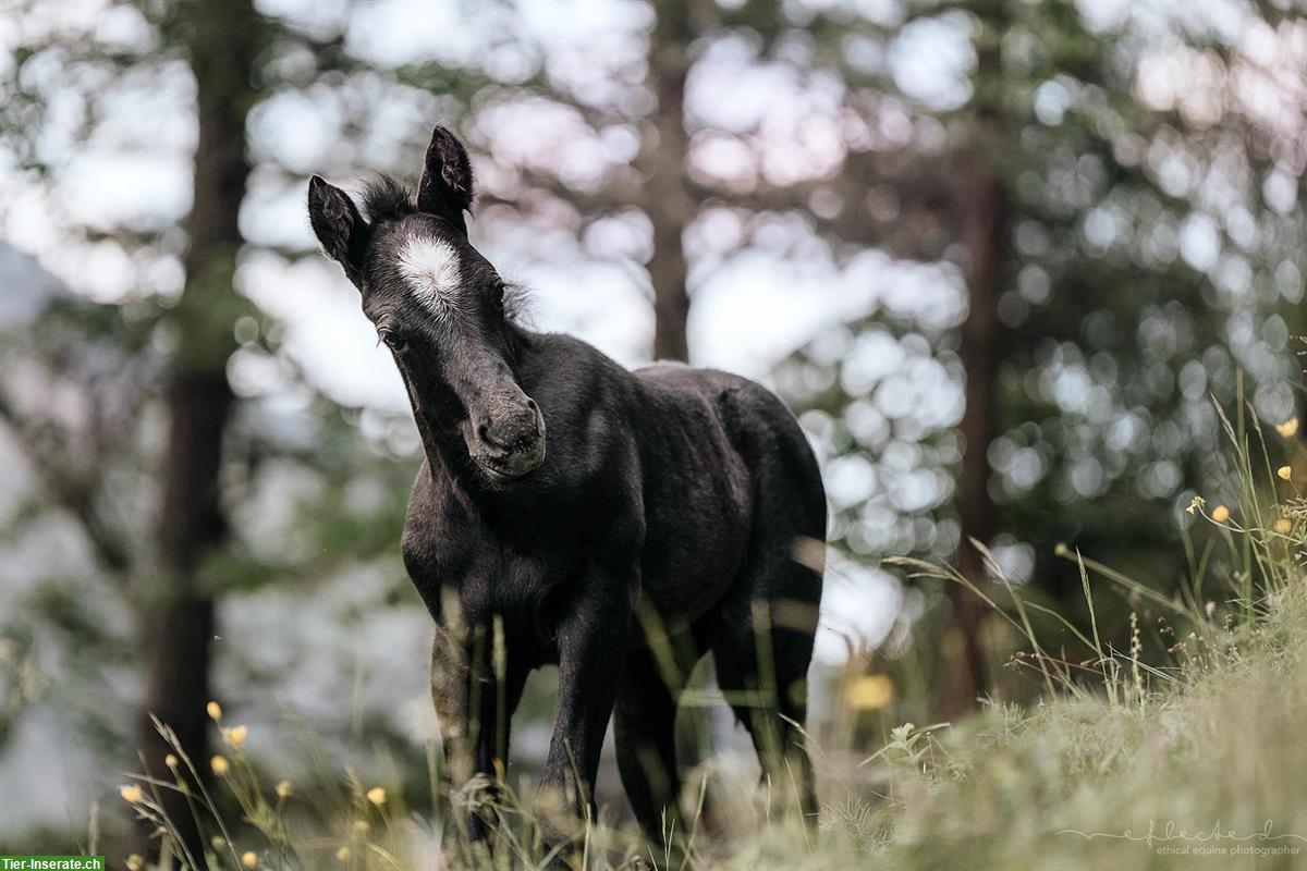 Bild 5: Quarter x Camargue Stutfohlen zu verkaufen