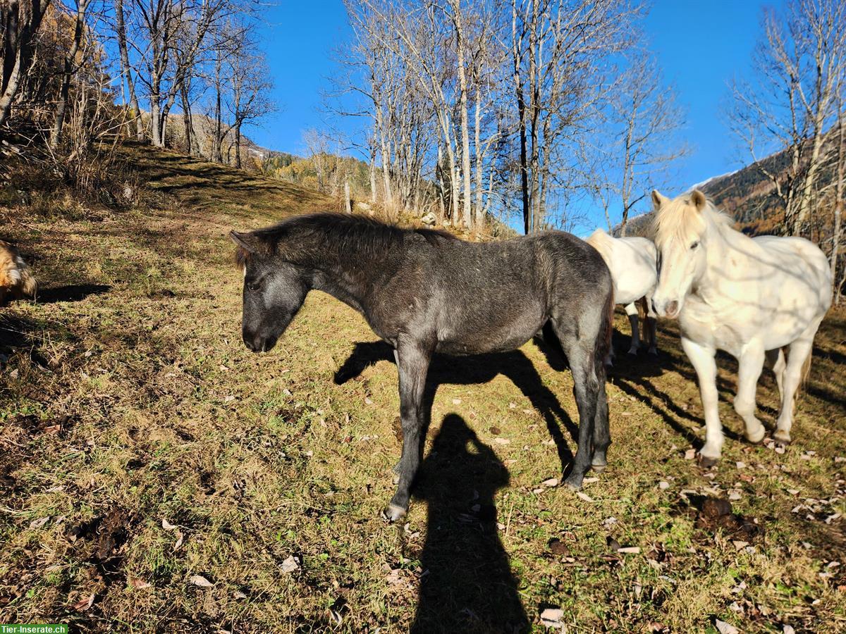 Bild 7: Quarter x Camargue Stutfohlen zu verkaufen