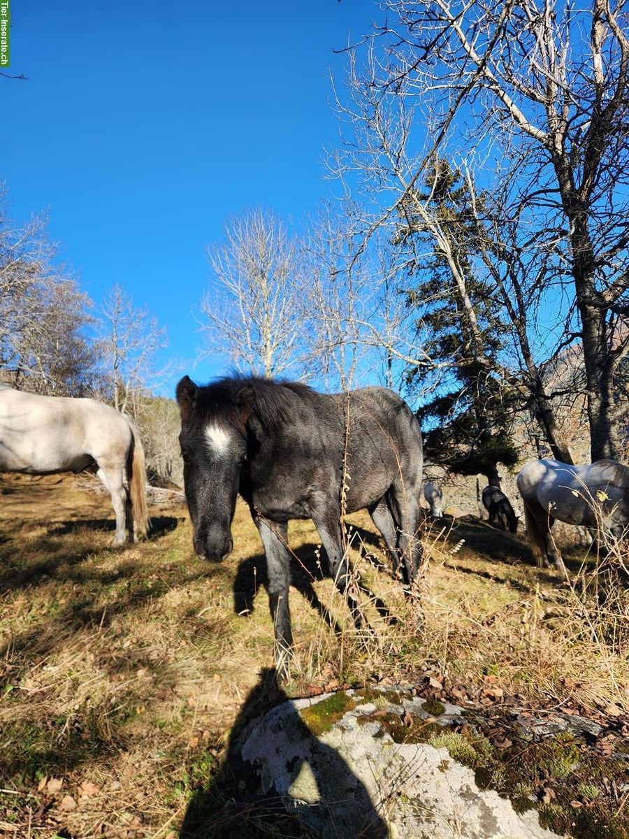 Bild 8: Quarter x Camargue Stutfohlen zu verkaufen