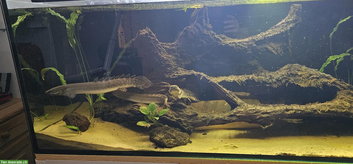 Bild 3: Flösselhechte: Polypterus Ornatipinnis und Polypterus Bichir