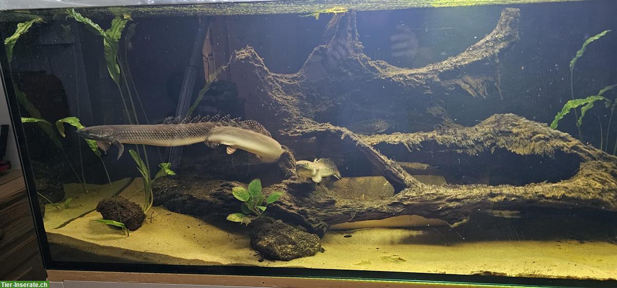 Bild 4: Flösselhechte: Polypterus Ornatipinnis und Polypterus Bichir