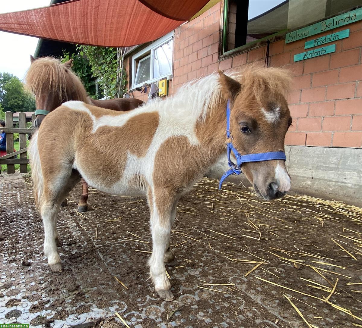 Mini Shetty Hengst sucht Lebensplatz