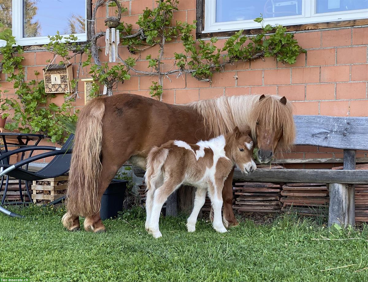 Bild 3: Mini Shetty Hengst sucht Lebensplatz