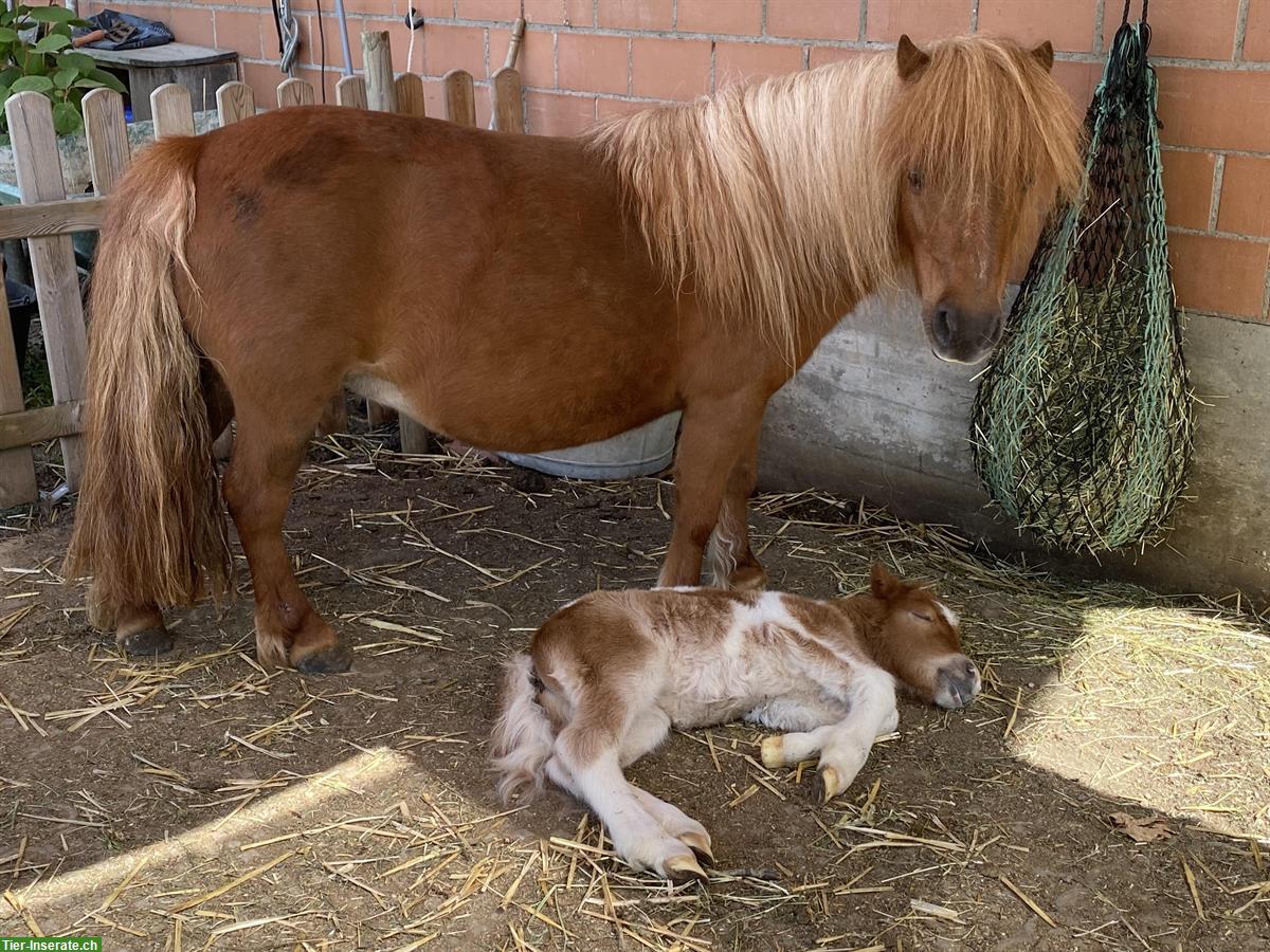 Bild 4: Mini Shetty Hengst sucht Lebensplatz