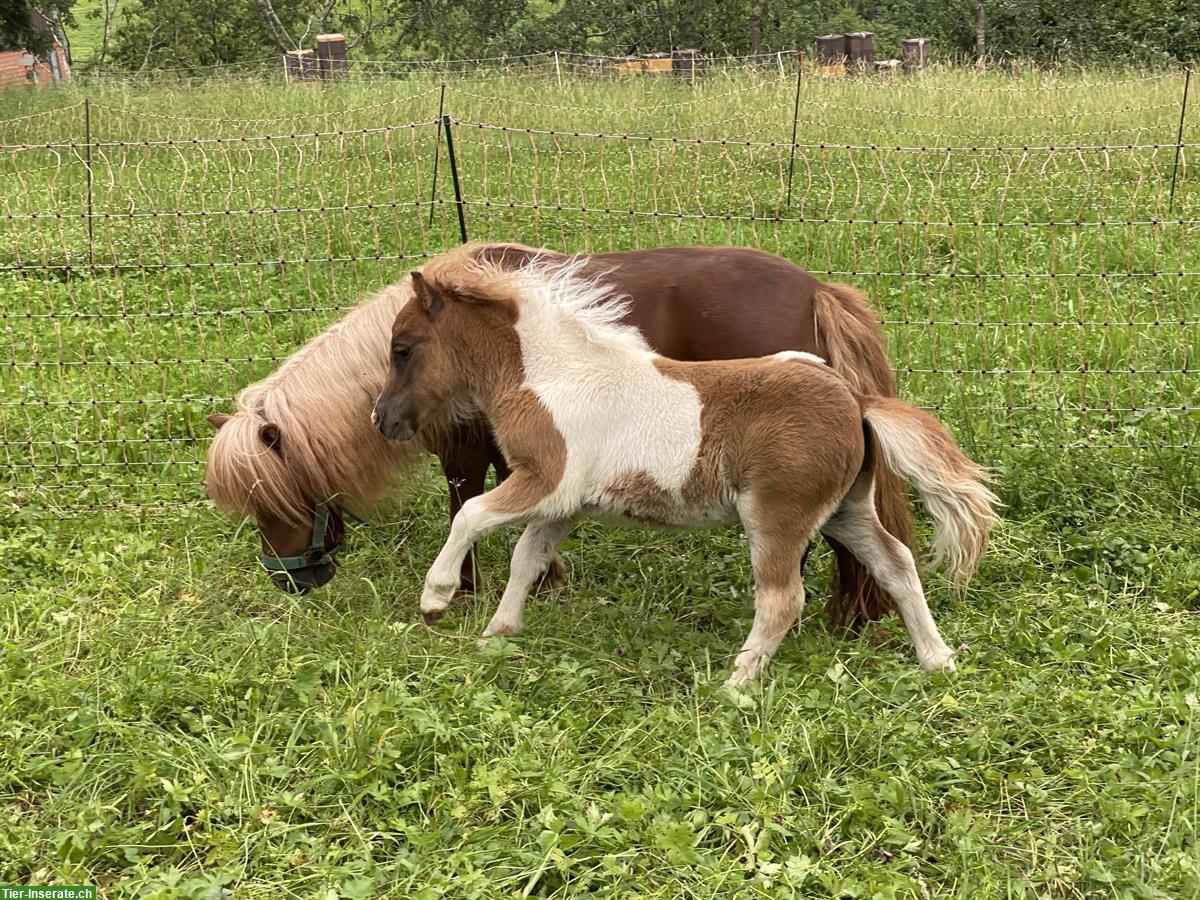 Bild 5: Mini Shetty Hengst sucht Lebensplatz