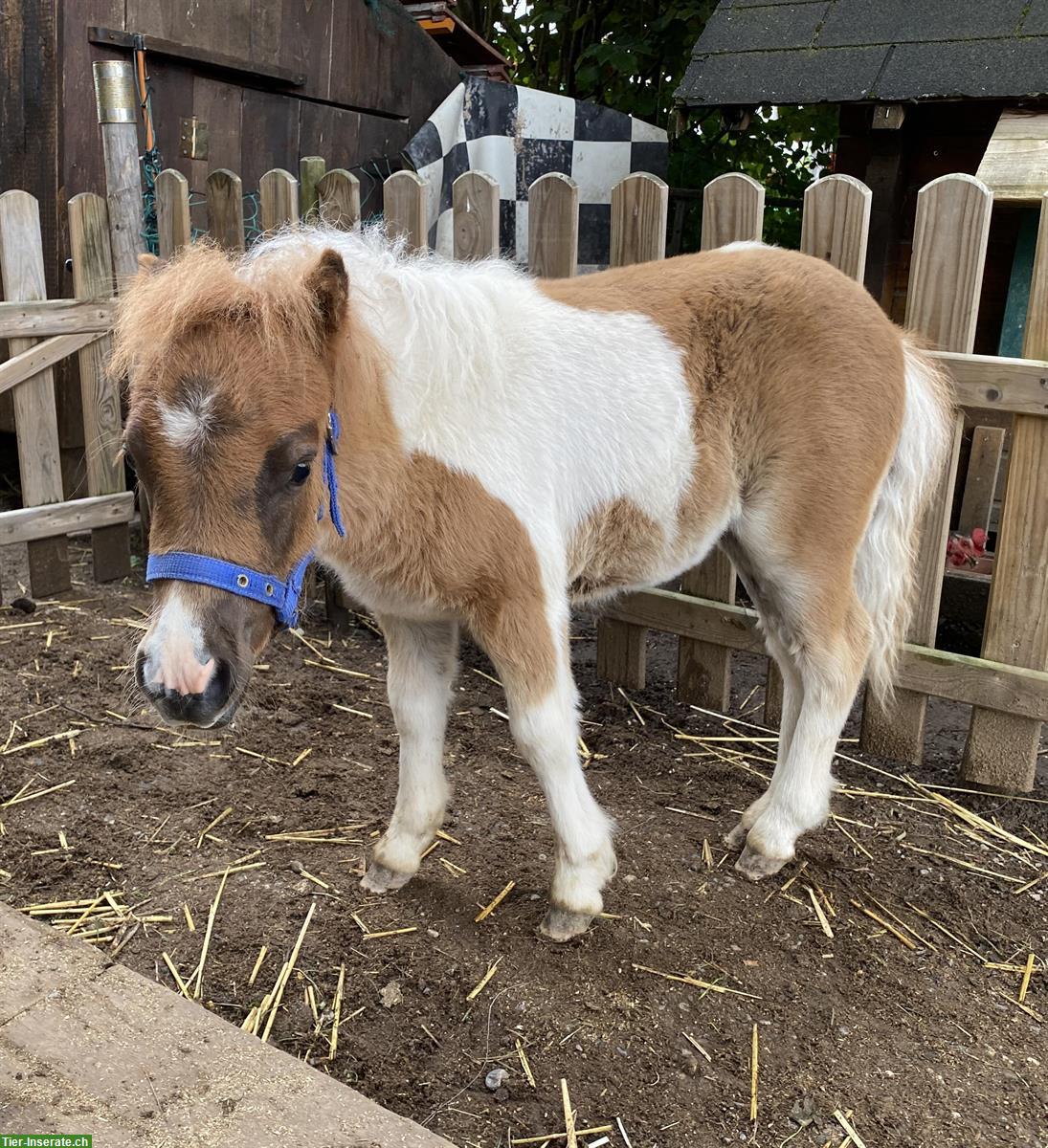 Bild 6: Mini Shetty Hengst sucht Lebensplatz