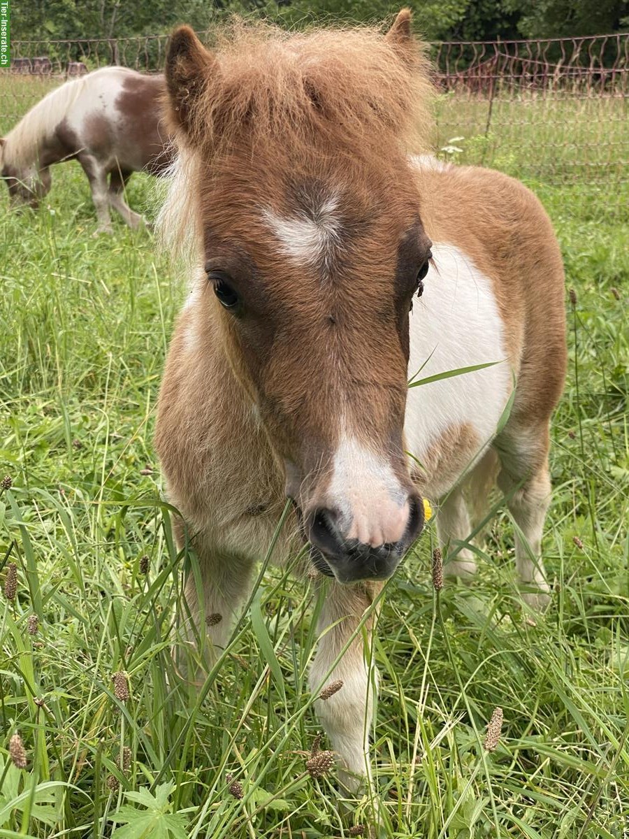 Bild 7: Mini Shetty Hengst sucht Lebensplatz