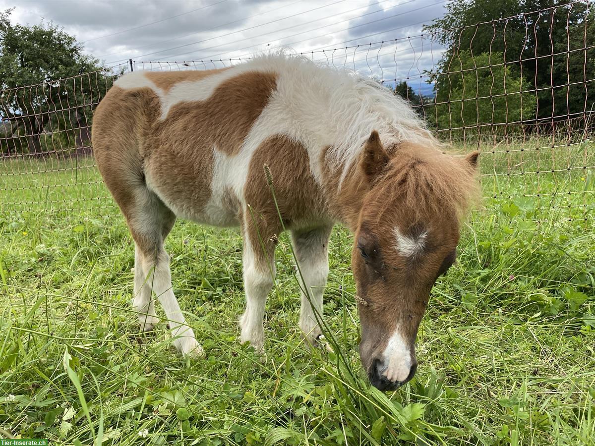 Bild 8: Mini Shetty Hengst sucht Lebensplatz