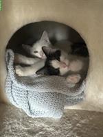 Junge Babykatzen suchen ein liebevolles Zuhause