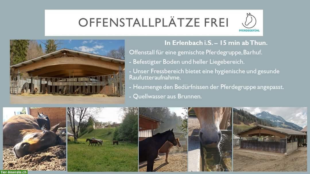 Offenstallplätze frei in Erlenbach im Simmental