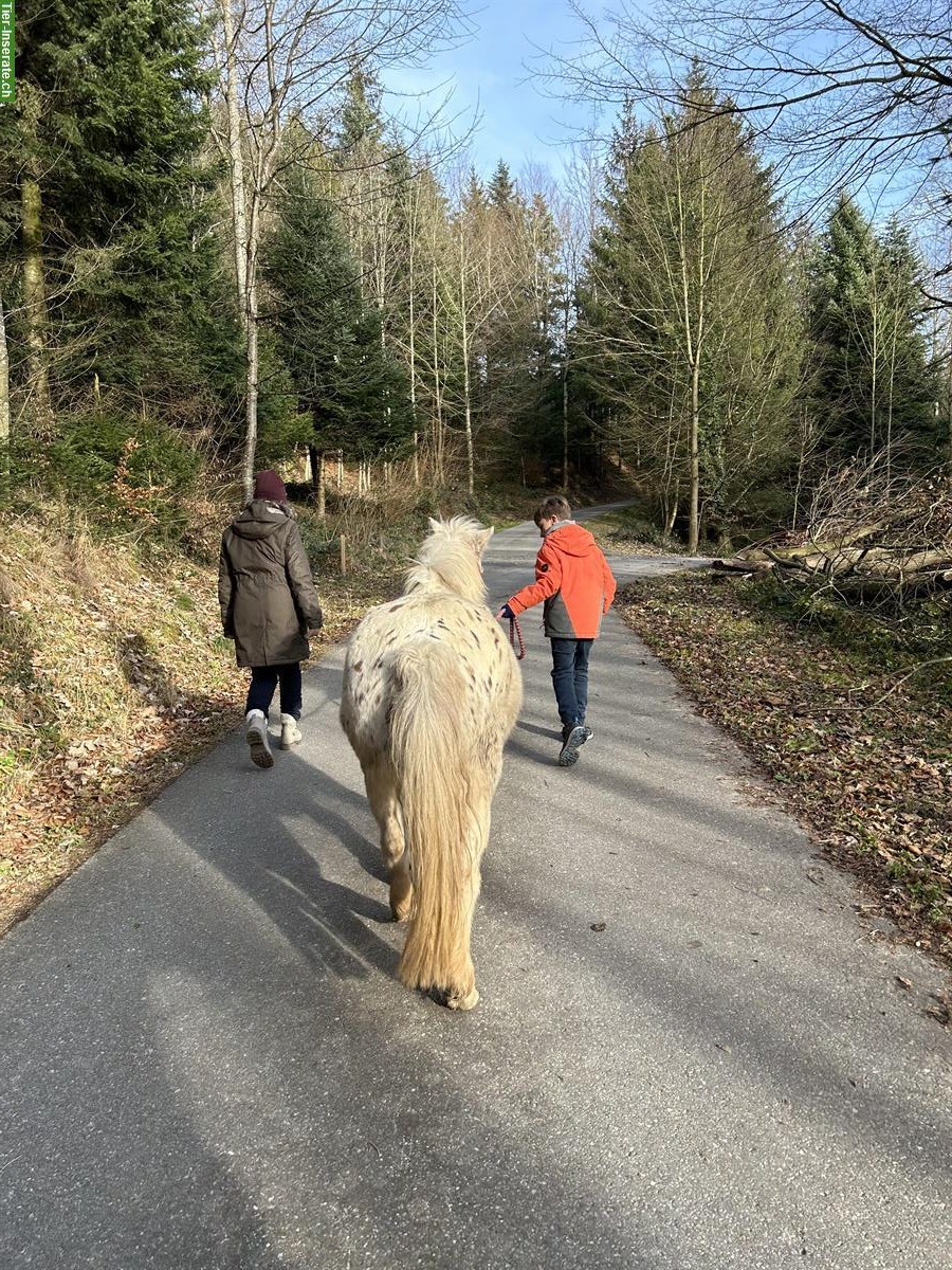 Bild 2: Pferdeglanz und Kinderträume