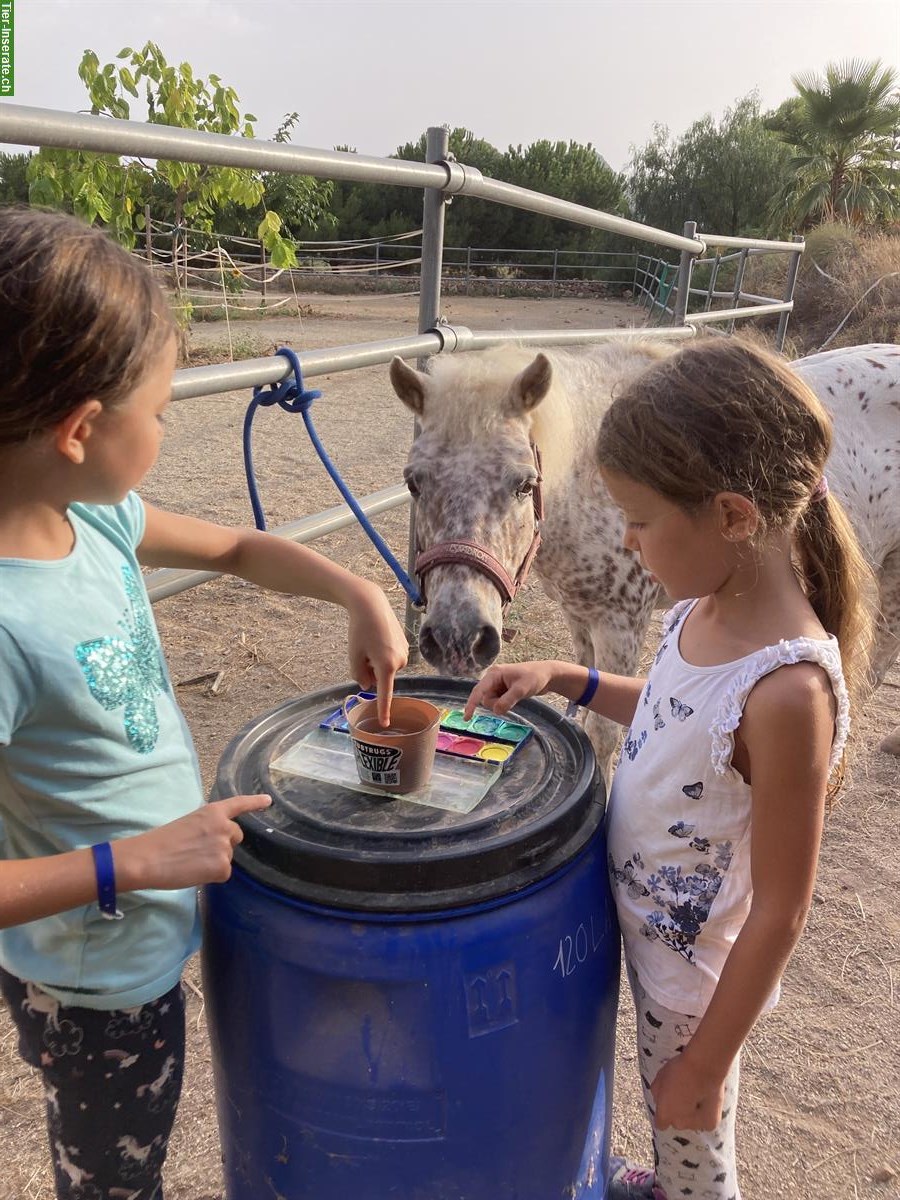 Bild 3: Pferdeglanz und Kinderträume