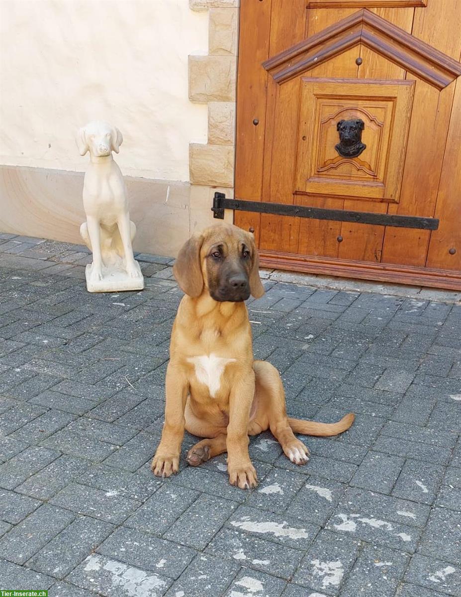 Broholmer Welpen - Begleithunde, Therapiehunde