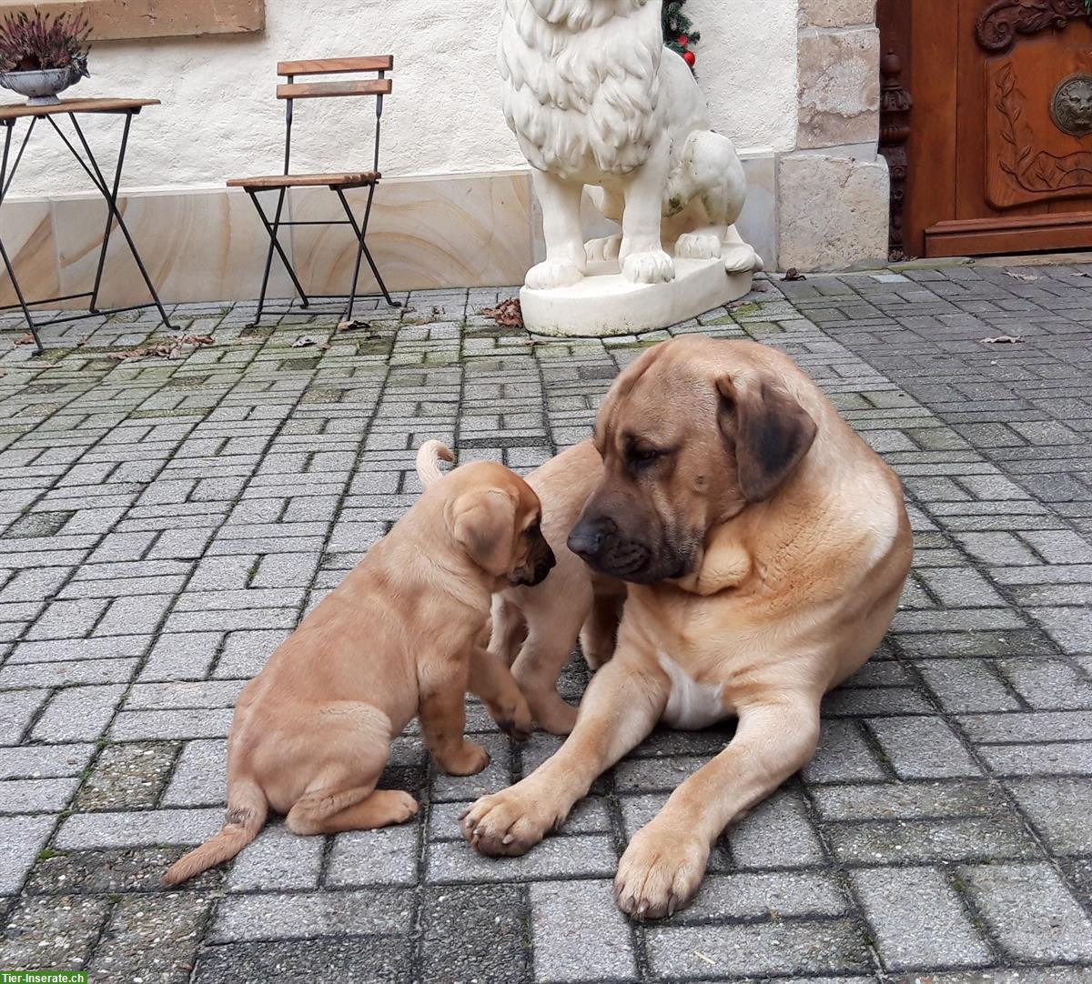 Bild 2: Broholmer Welpen - Begleithunde, Therapiehunde