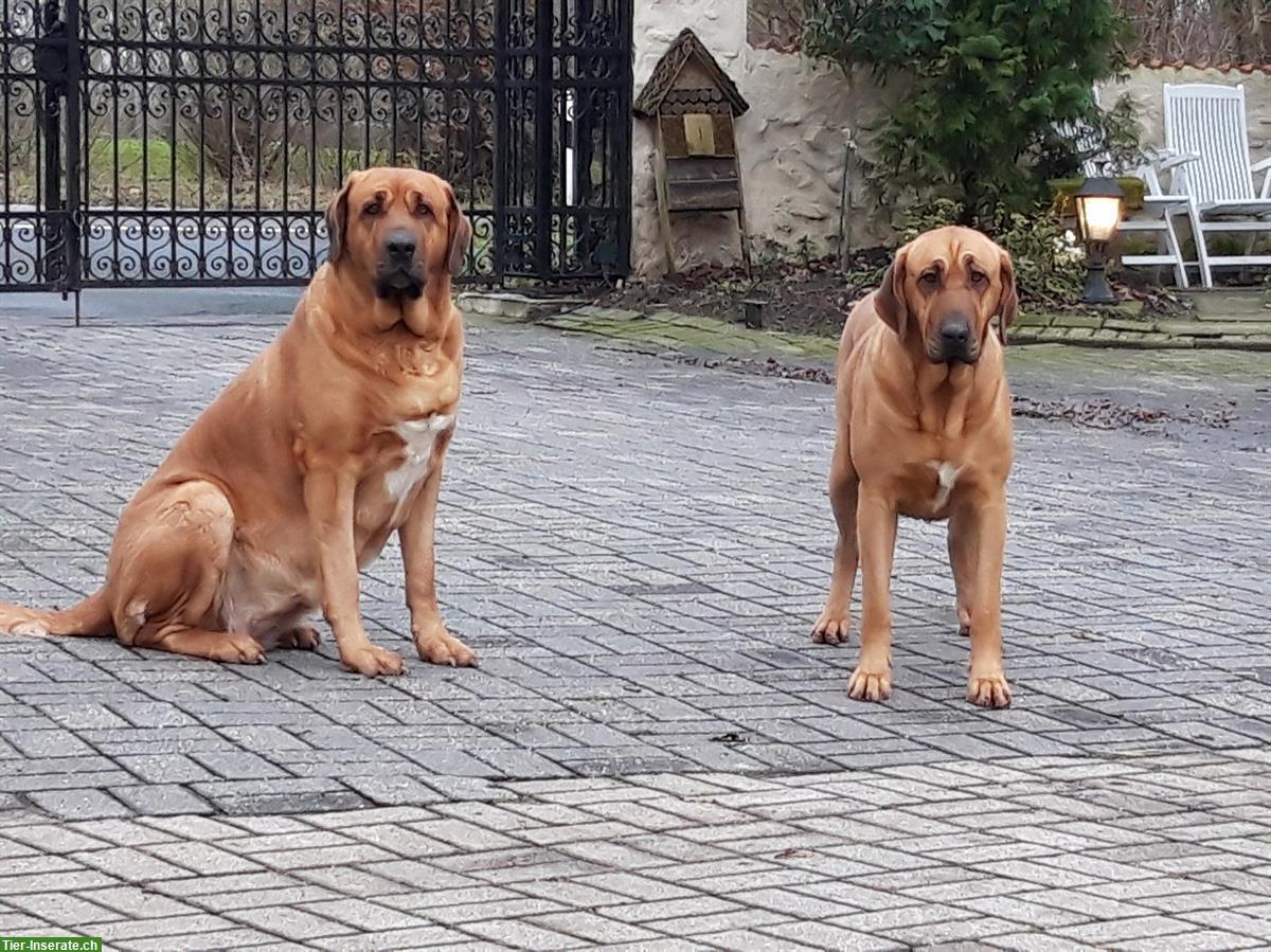 Bild 3: Broholmer Welpen - Begleithunde, Therapiehunde