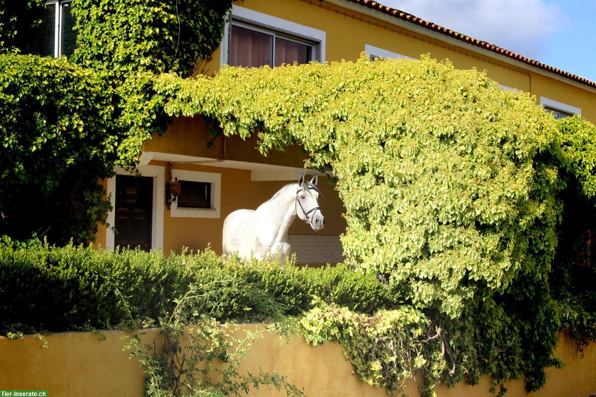 Bild 4: Portugiesische Reitweise & Einführung in die Working Equitation