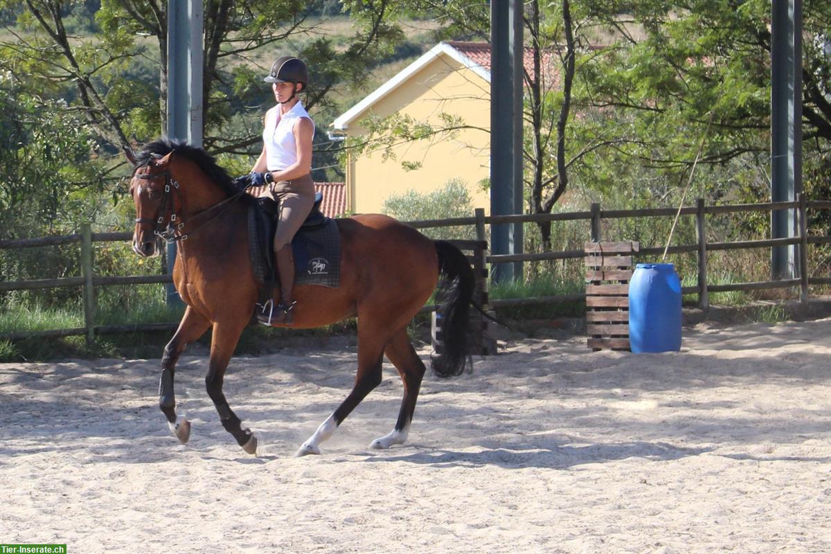 Bild 5: Portugiesische Reitweise & Einführung in die Working Equitation