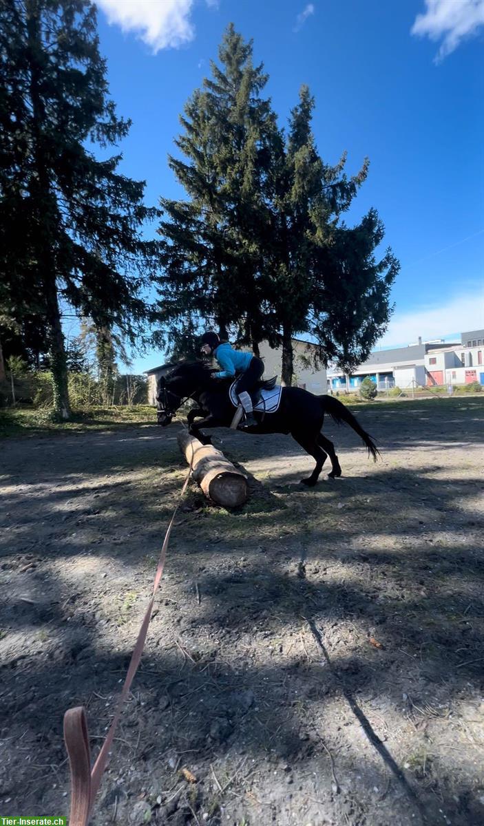 Bild 3: Suchen Reitbeteiligung für unseren Zottel, Kanton SG