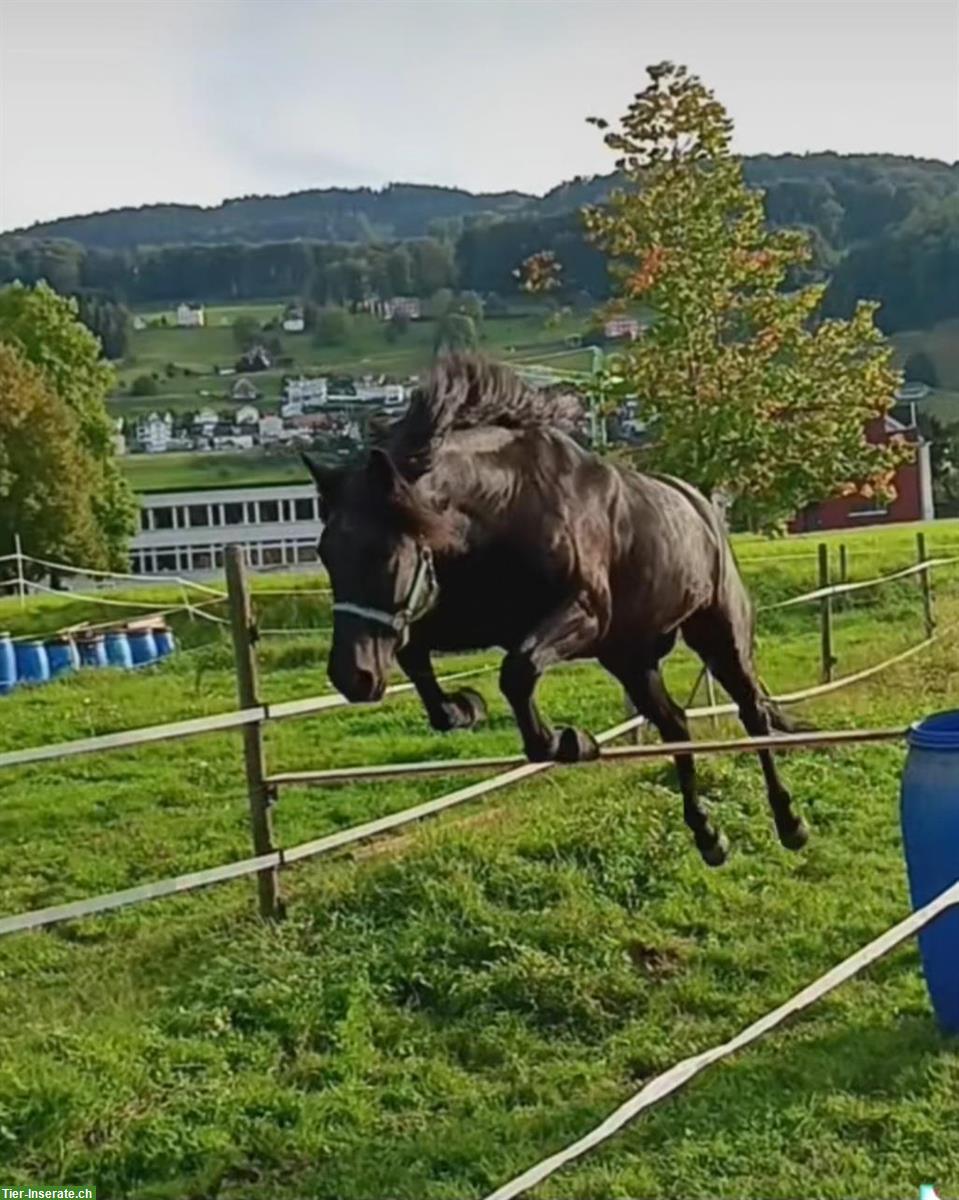 Bild 4: Suchen Reitbeteiligung für unseren Zottel, Kanton SG