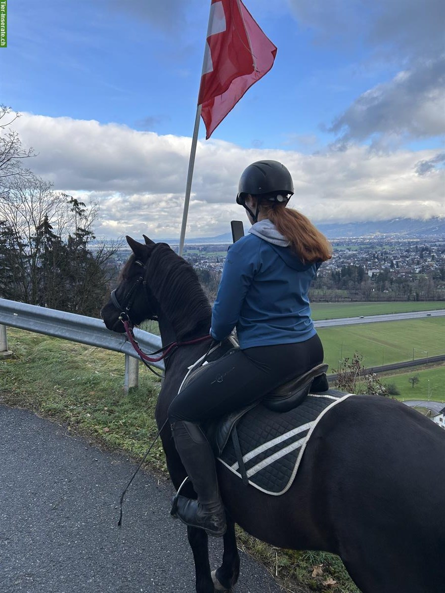 Bild 6: Suchen Reitbeteiligung für unseren Zottel, Kanton SG