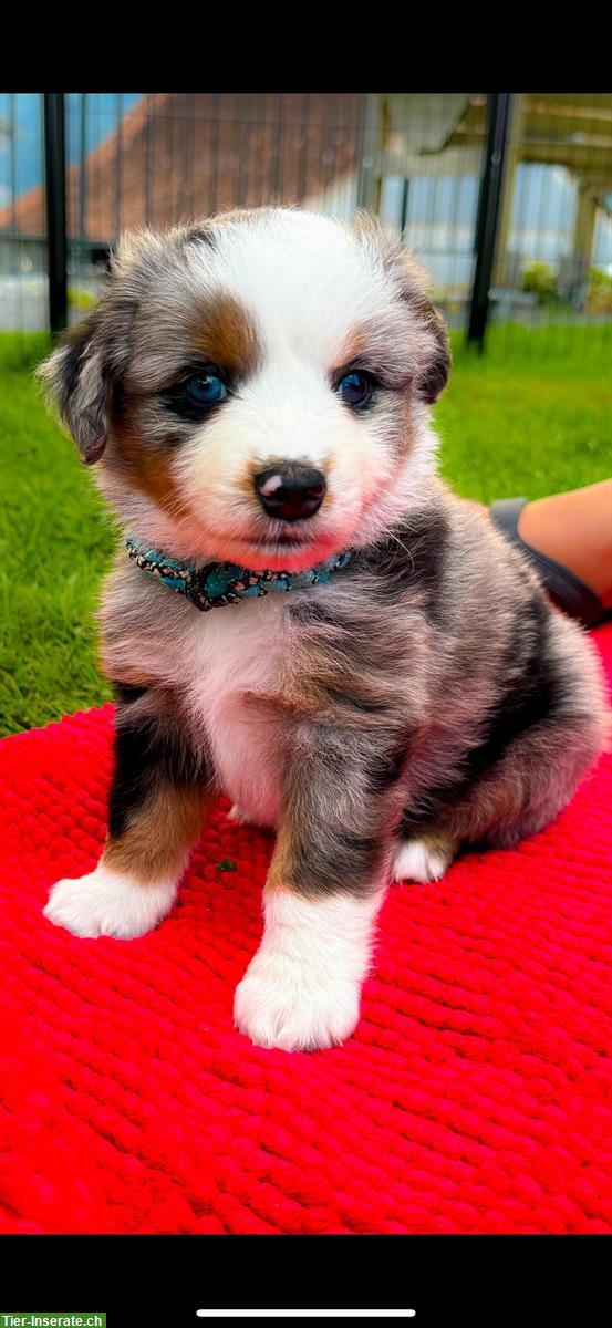 Mini Aussie Welpe blue merle