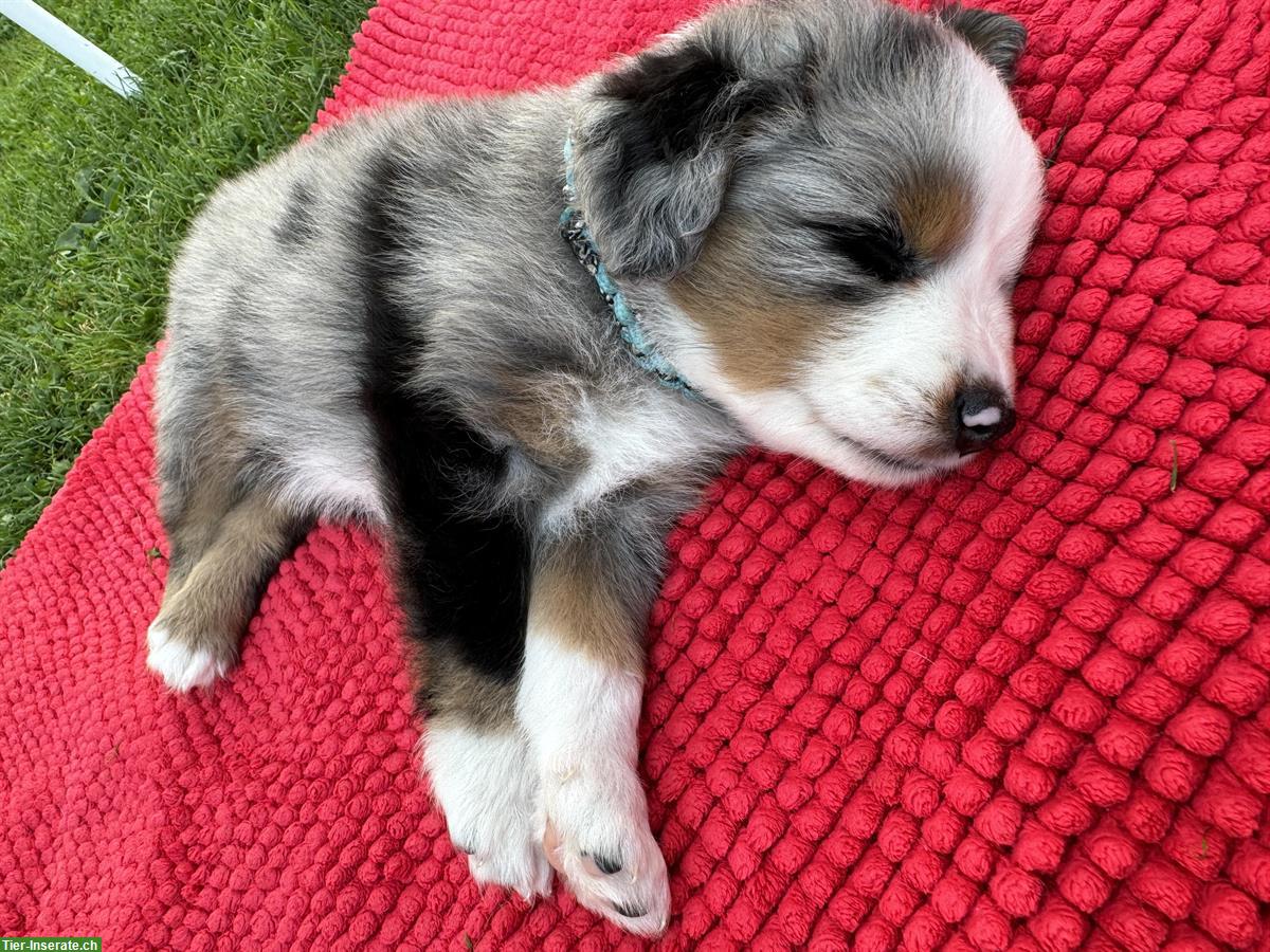 Bild 2: Mini Aussie Welpe blue merle